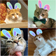 Illustration for article titled Last Call: How does your pet look with bunny ears?